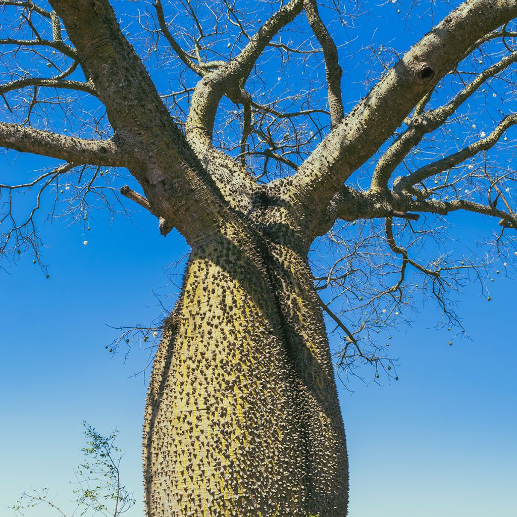 Chorisia ou Ceiba speciosa - Faux Kapokier, Arbre bouteille