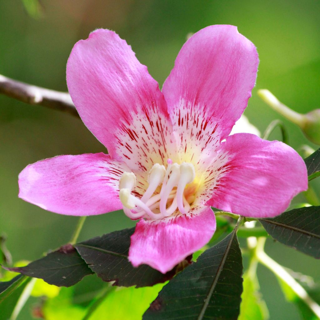 Ceiba speciosa - Palo borracho