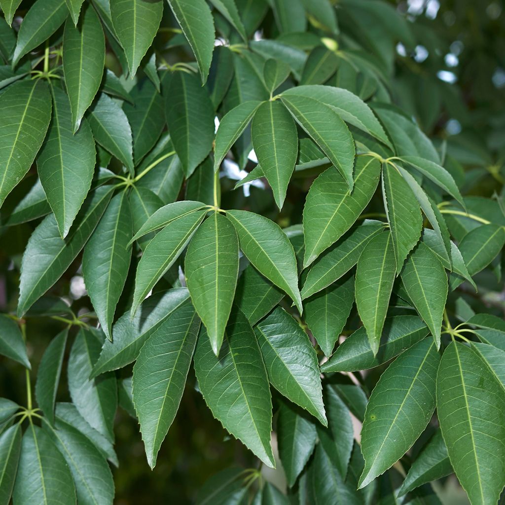 Chorisia ou Ceiba speciosa - Faux Kapokier, Arbre bouteille