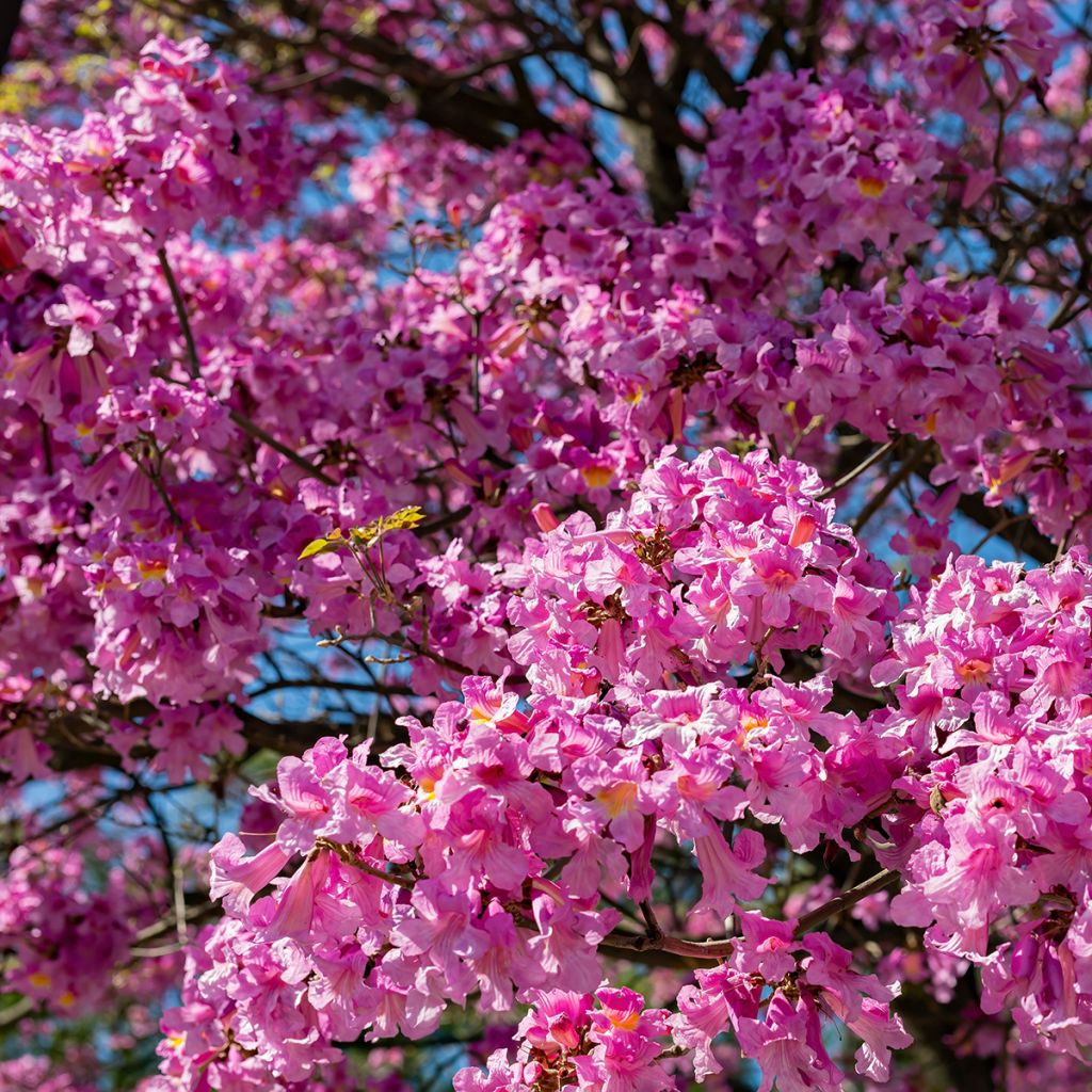 Ceiba speciosa - Palo borracho