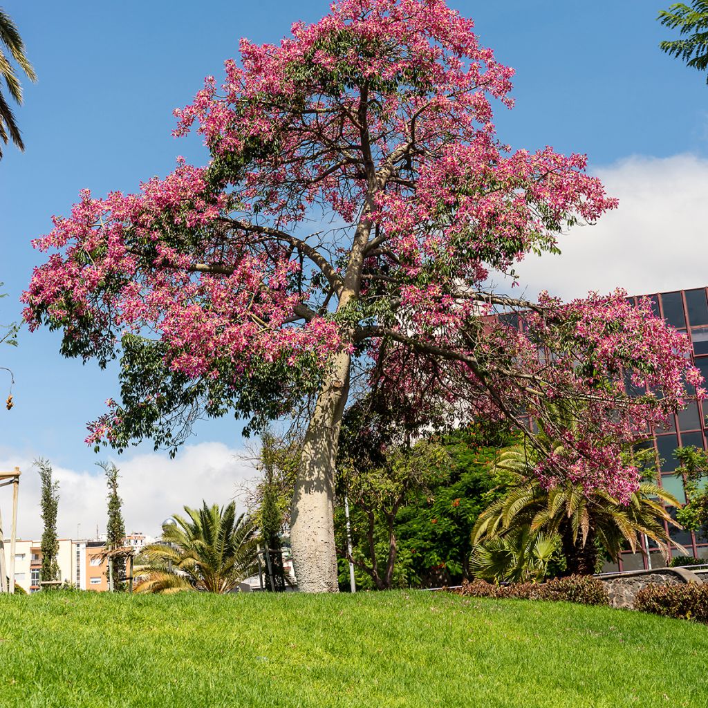 Ceiba speciosa - Palo borracho