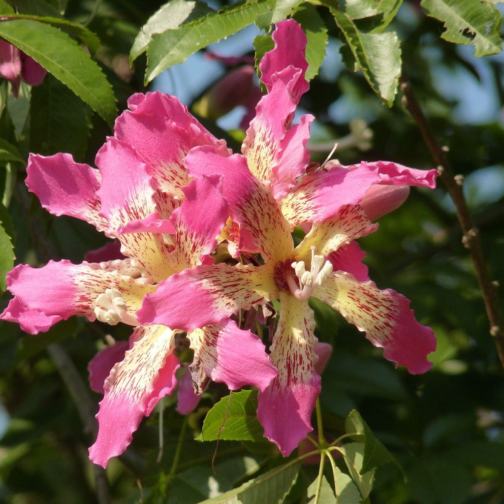 Ceiba speciosa - Palo borracho