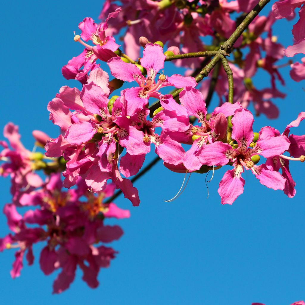 Ceiba speciosa - Palo borracho