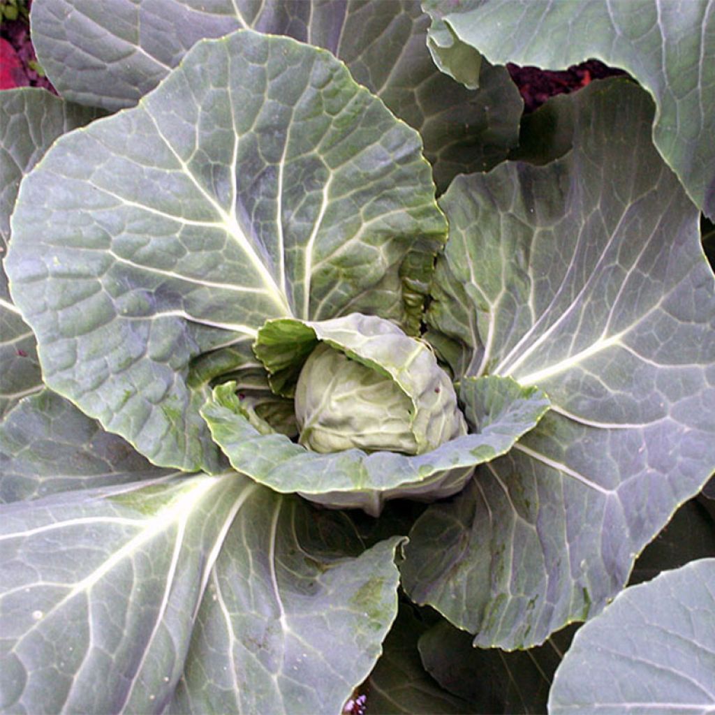 Chou Brocoli Vert Calabrais