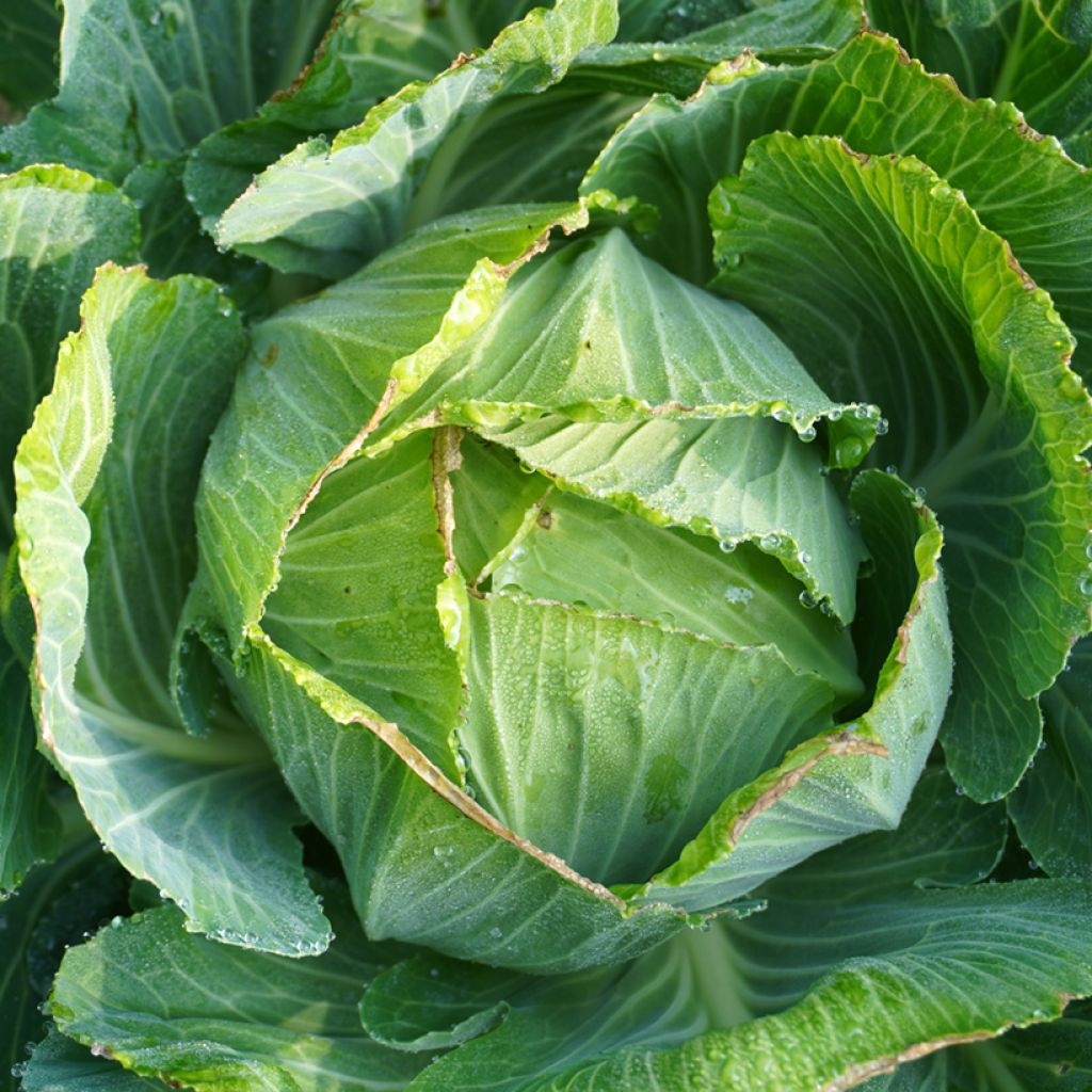 Repollo de Langedijker bewaar - Langedijk