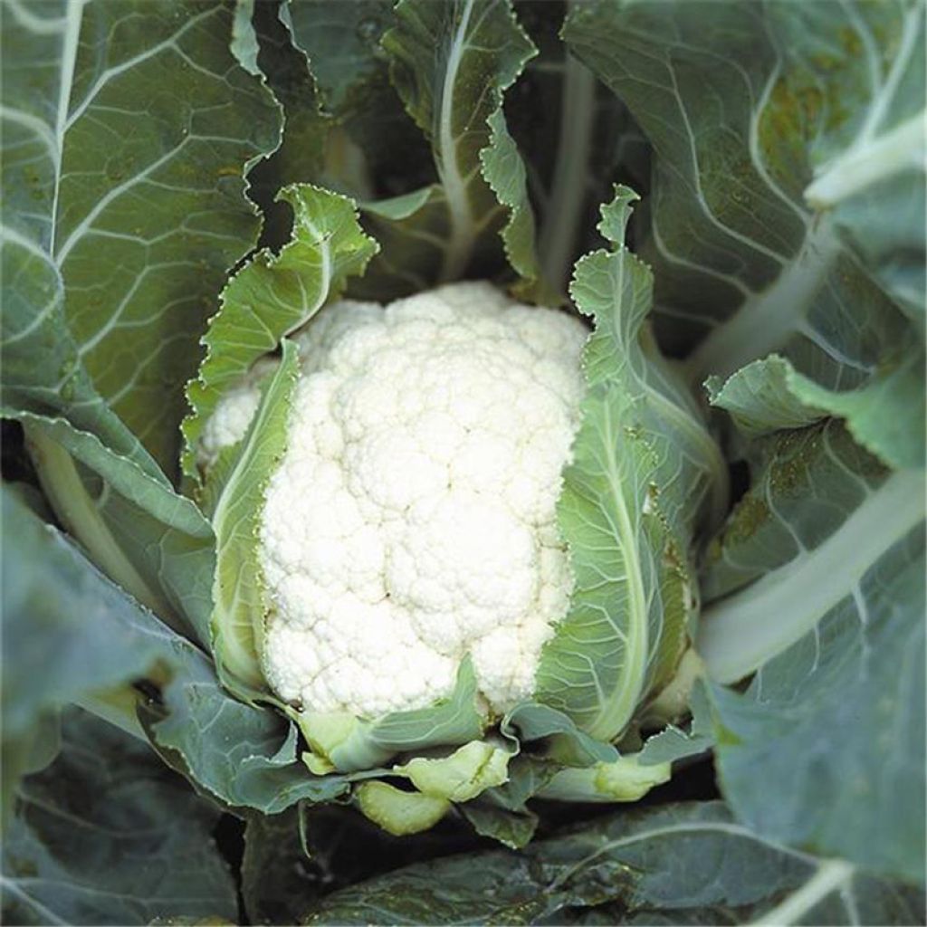 Coliflor Early Snowball - Boule de Neige