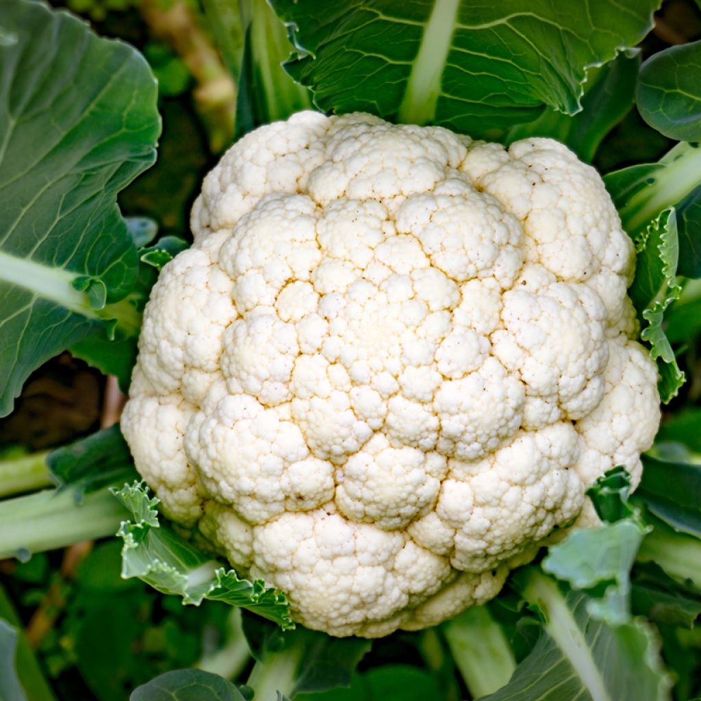 Coliflor Early Snowball - Boule de Neige