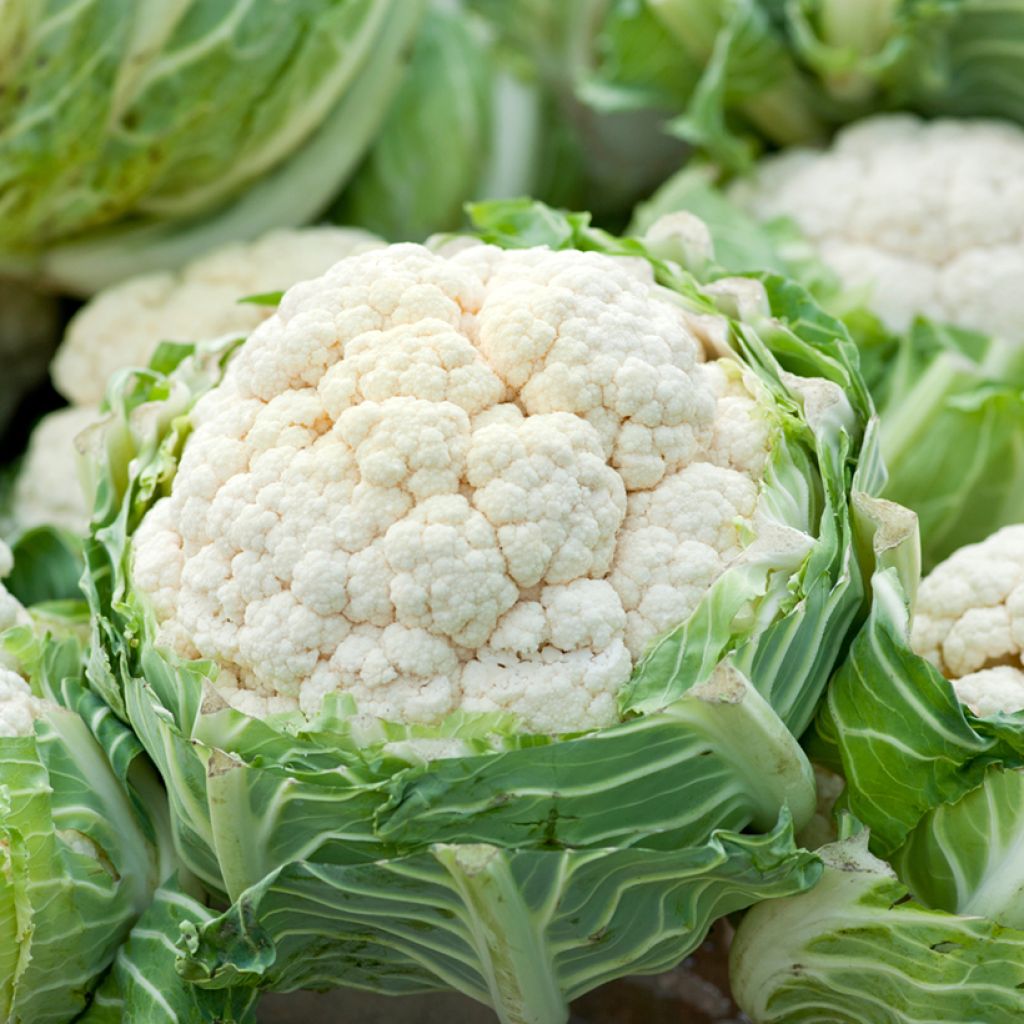 Coliflor Extra-Hâtif d'Angers no tratada - Ferme de Sainte Marthe