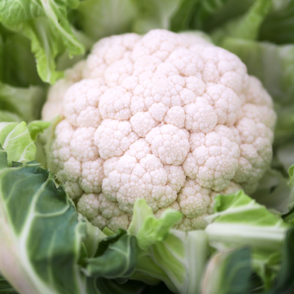 Coliflor Neckarperle