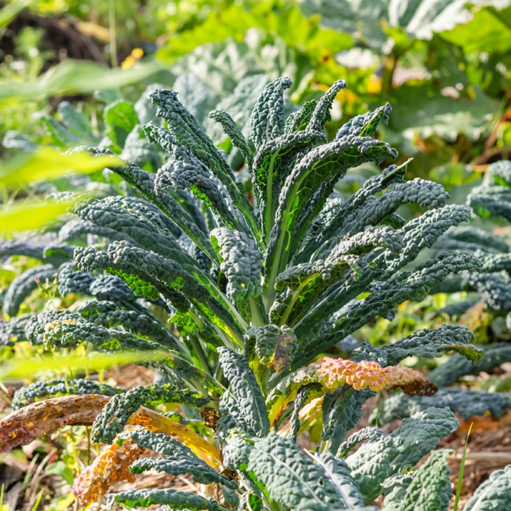 Col crespa Nero di Toscana Bio