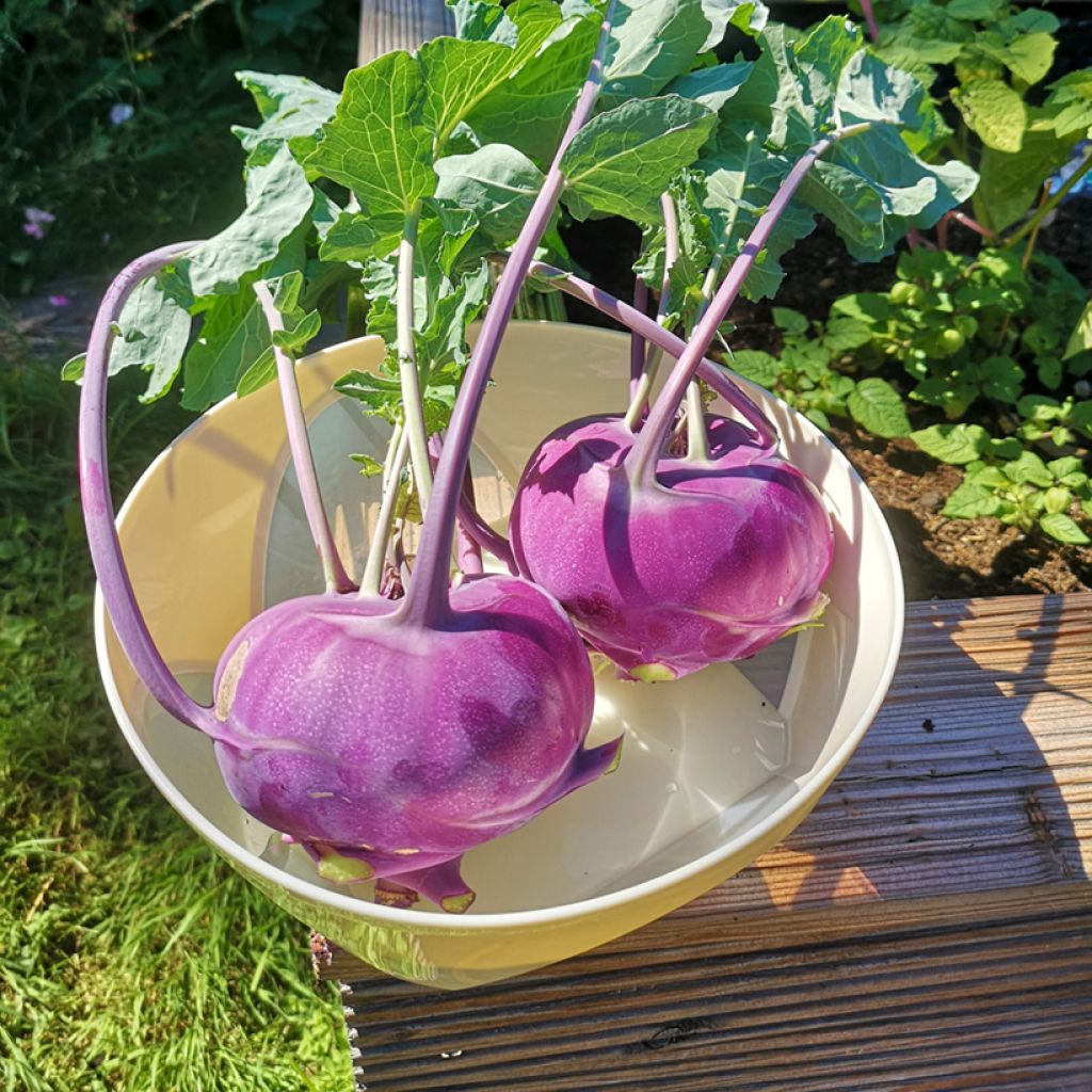 Nabicol Violet hâtif de Vienne