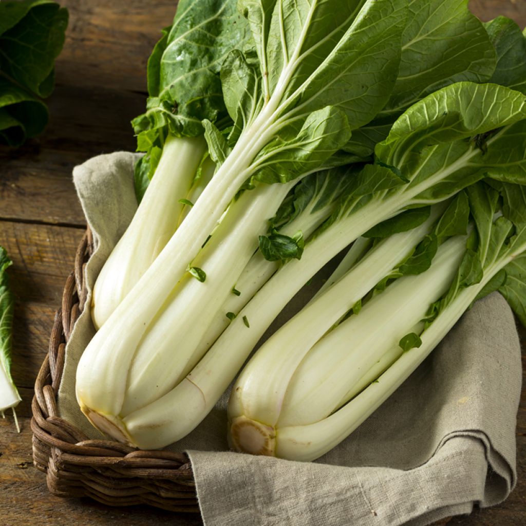 Col china Pak Choi Taisai