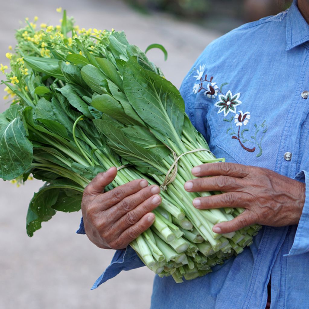 Col china - Brassica parachinensis