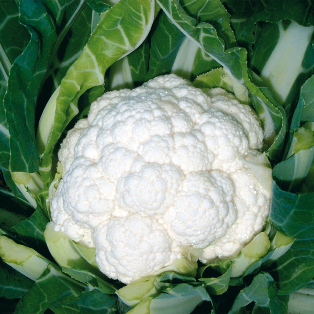 Coliflor Freedom F1