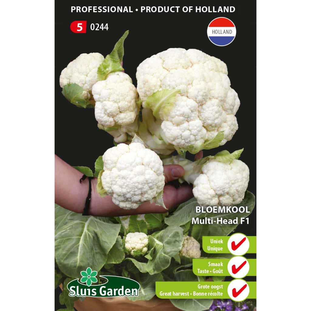 Coliflor Multi-head F1