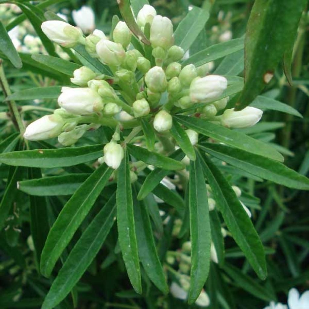 Naranjo de Méjico - Choisya Aztec Pearl