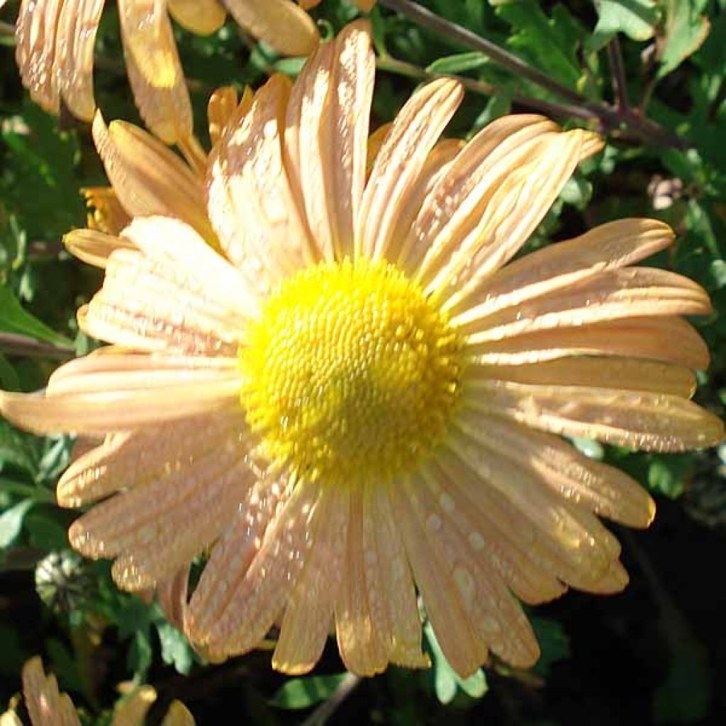 Chrysanthème rubellum Mary Stocker