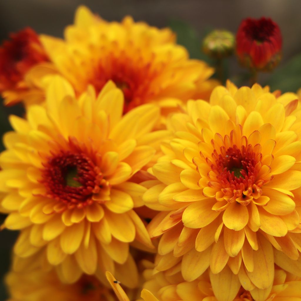 Chrysanthemum Bienchen - Crisantemo