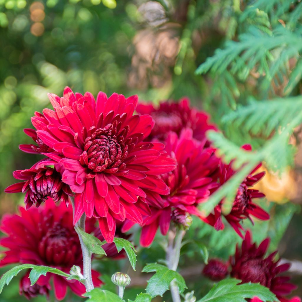 Chrysanthemum Herbstrubin - Crisantemo