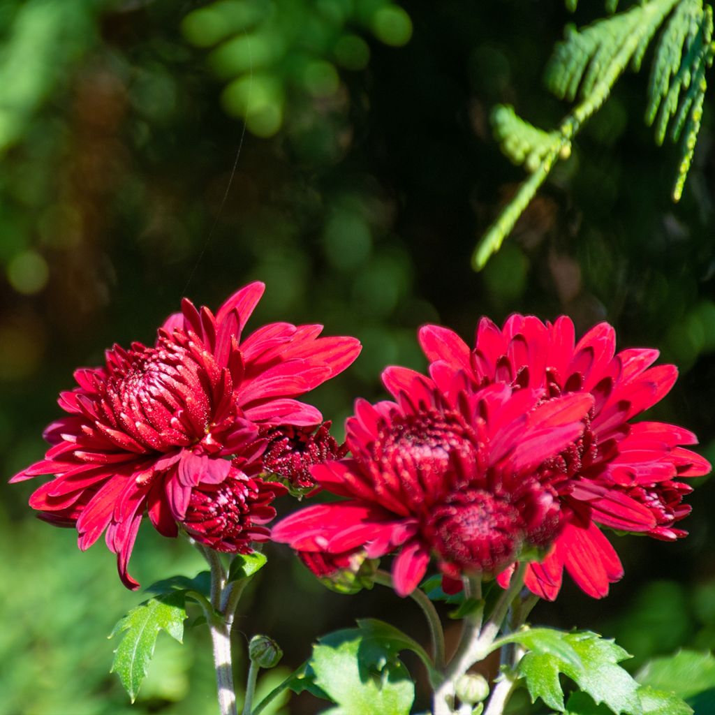 Chrysanthemum Herbstrubin - Crisantemo