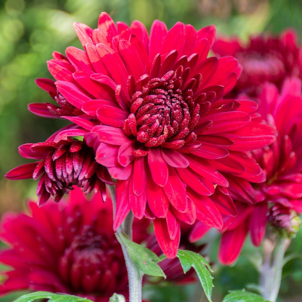 Chrysanthemum Herbstrubin - Crisantemo