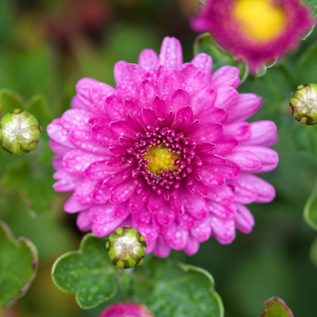 Chrysanthemum Mei Kyo - Crisantemo