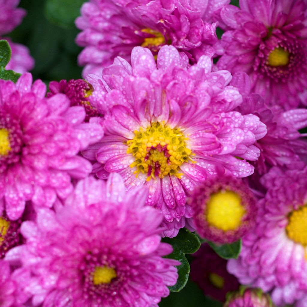 Chrysanthemum Mei Kyo - Crisantemo