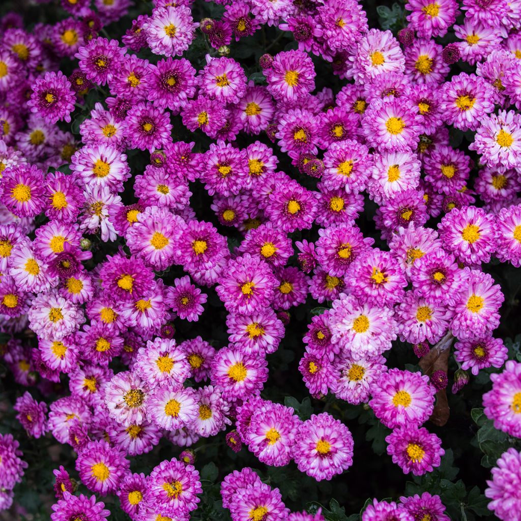 Chrysanthemum Mei Kyo - Crisantemo