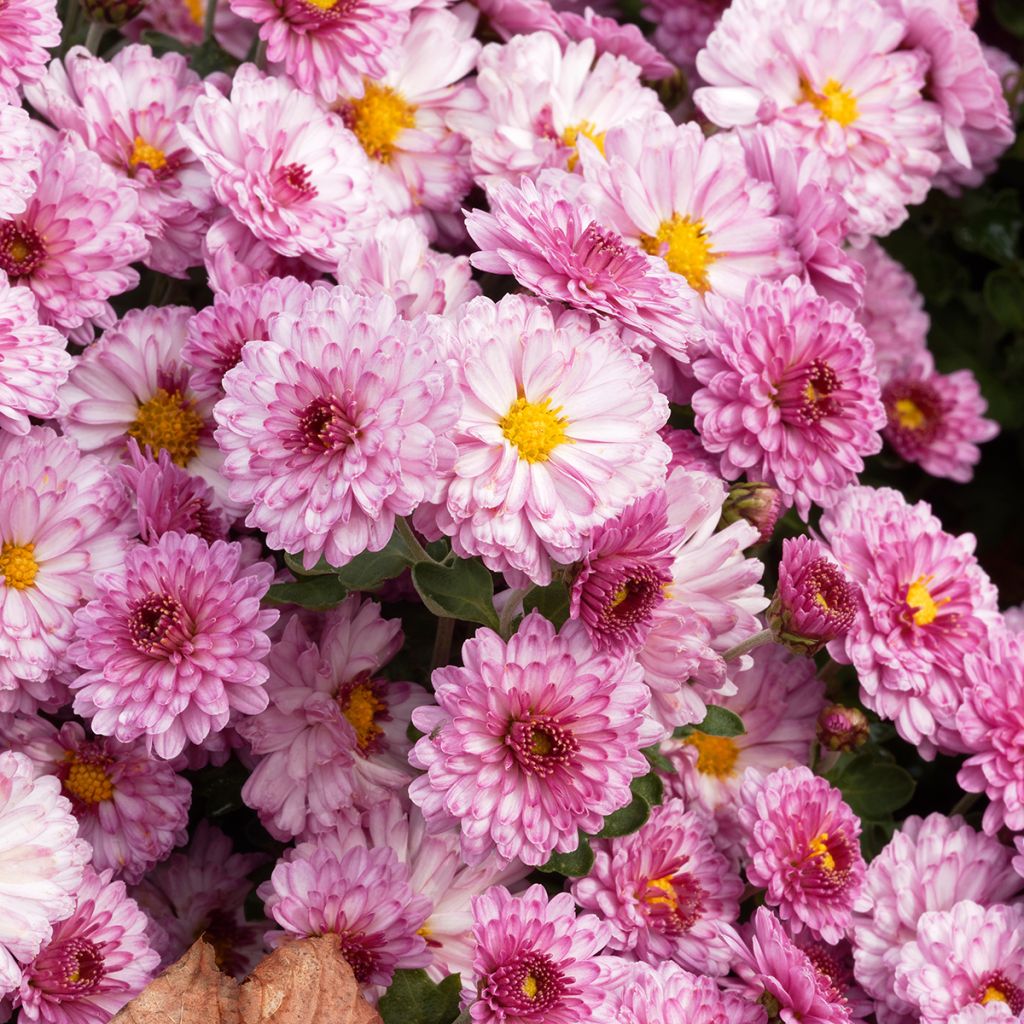 Chrysanthemum Rotes Julchen - Crisantemo