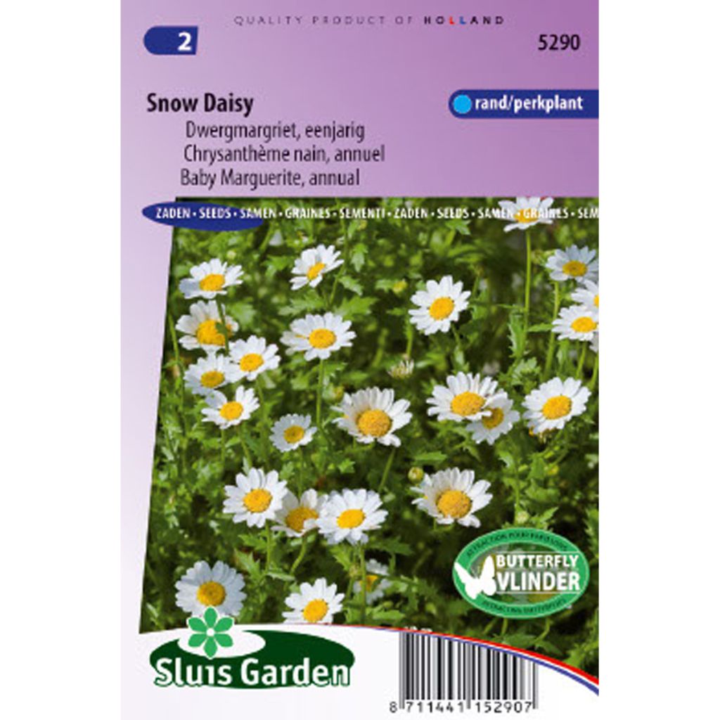 Chrysanthemum paludosum Snow Daisy - Crisantemo