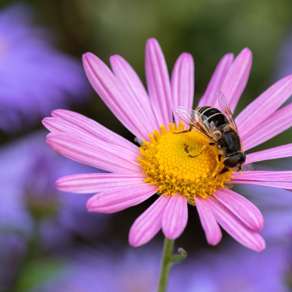 Chrysanthemum rubellum Clara Curtis - Crisantemo