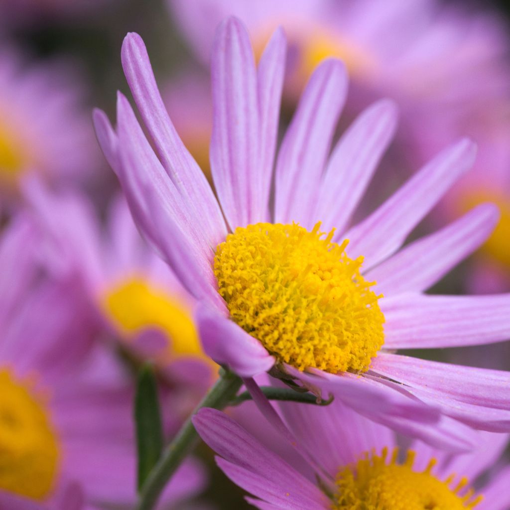 Chrysanthemum rubellum Clara Curtis - Crisantemo