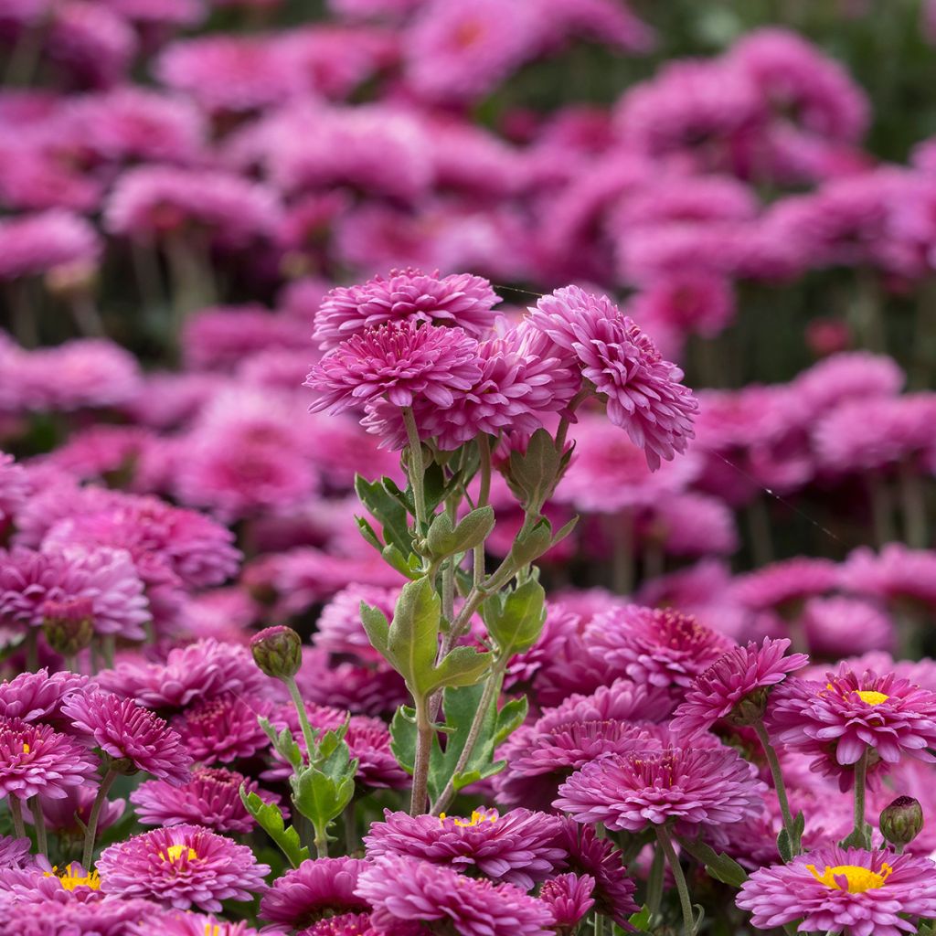 Chrysanthemum Anastasia - Crisantemo