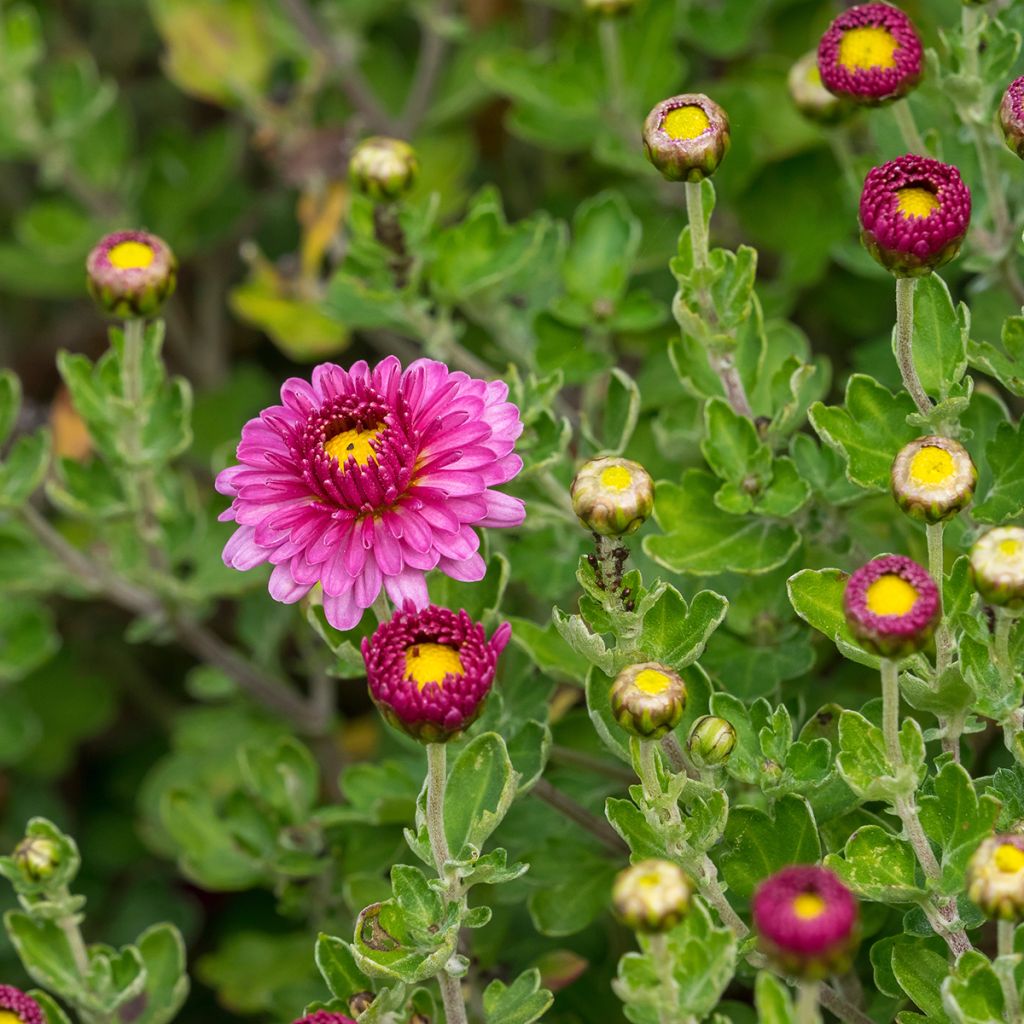 Chrysanthemum Anastasia - Crisantemo