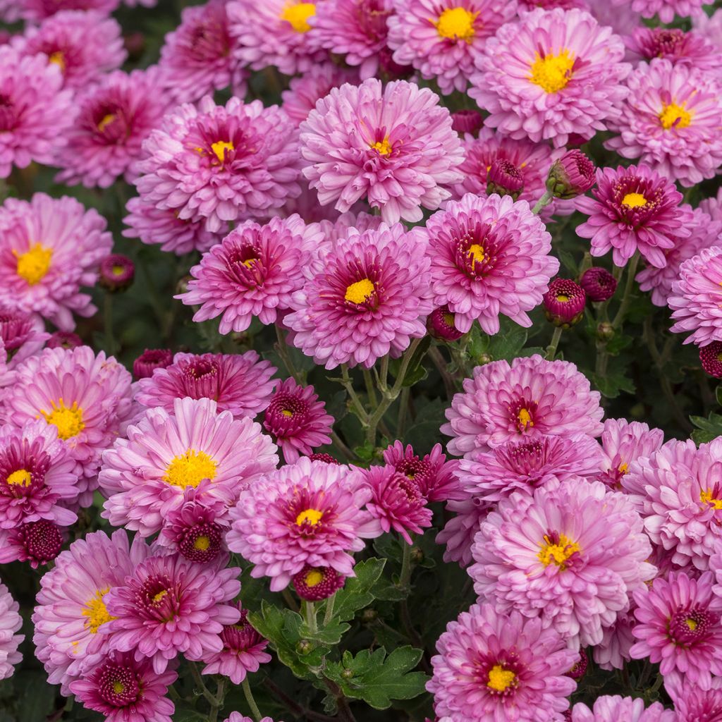 Chrysanthemum Anastasia - Crisantemo