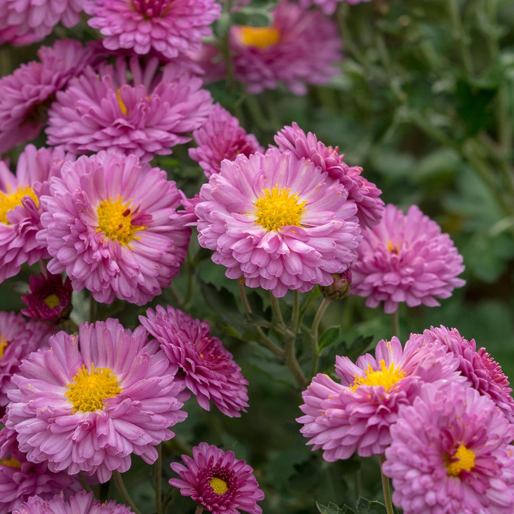 Chrysanthemum Anastasia - Crisantemo