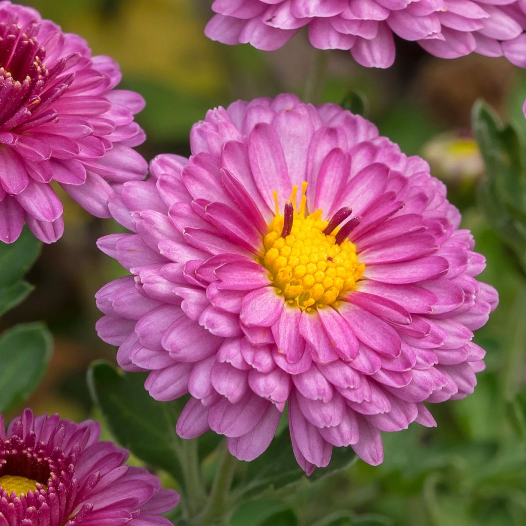 Chrysanthemum Anastasia - Crisantemo