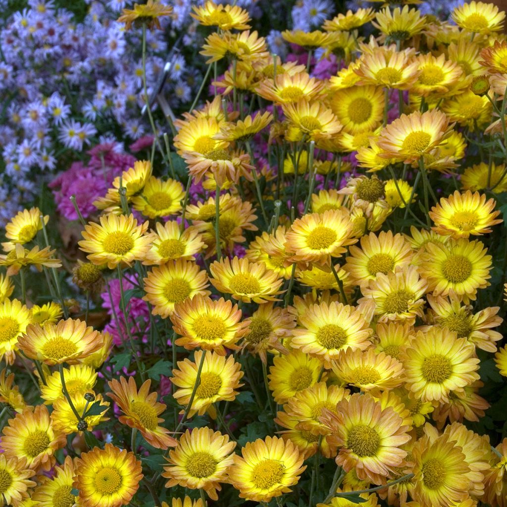 Chrysanthemum rubellum Dernier Soleil - Crisantemo