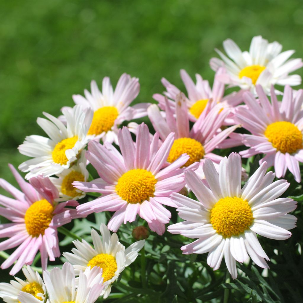 Chrysanthemum arcticum Roseum, Marguerite