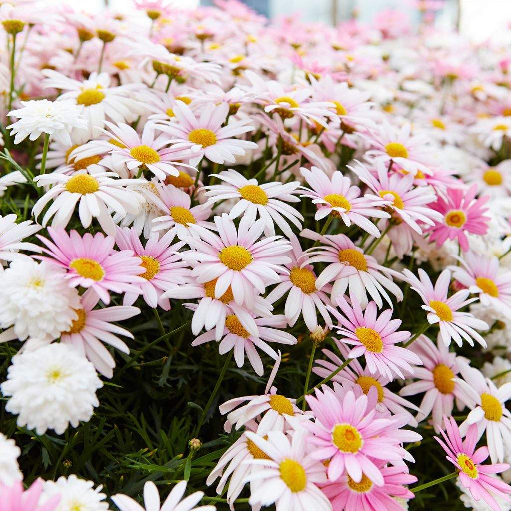 Chrysanthemum arcticum Roseum, Marguerite