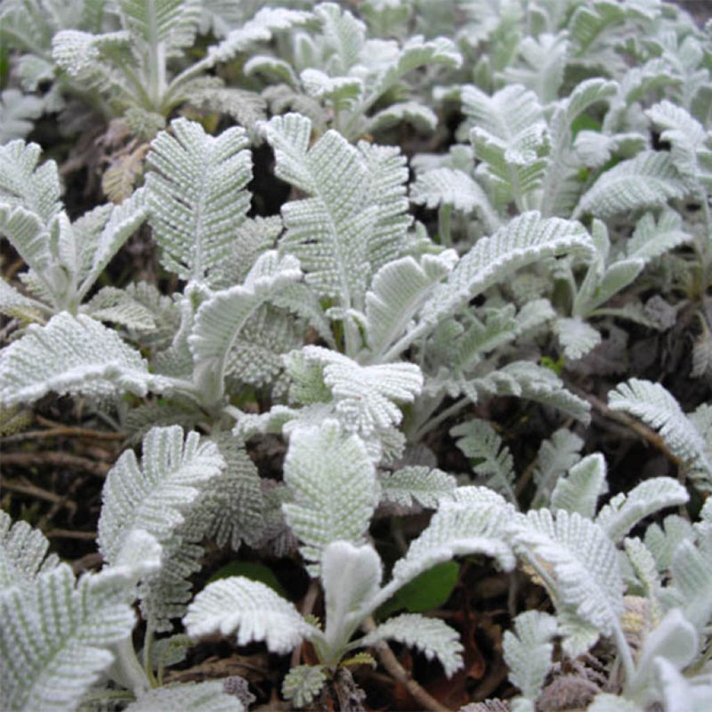 Chrysanthemum haradjanii