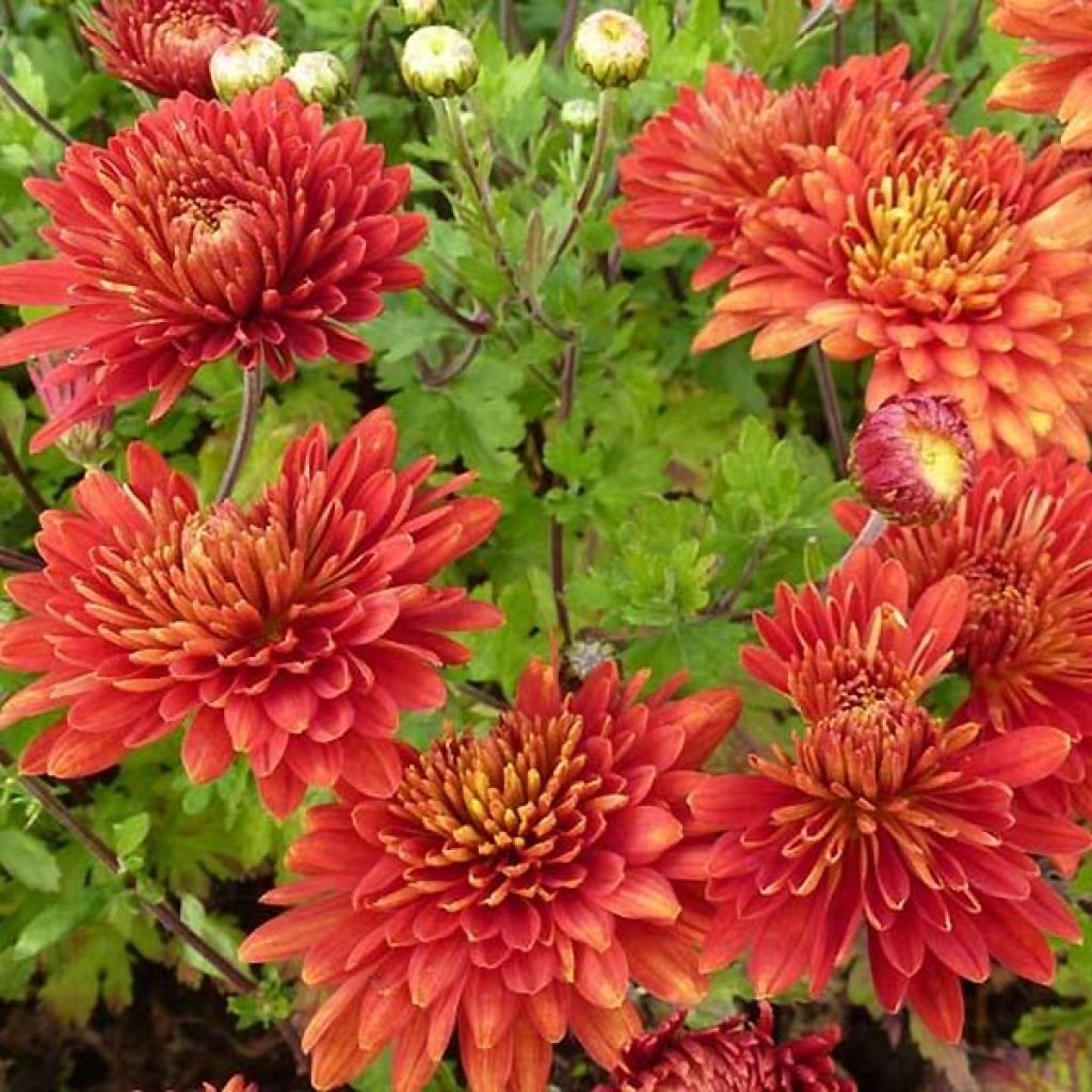 Chrysanthemum indicum Brennpunkt - Crisantemo