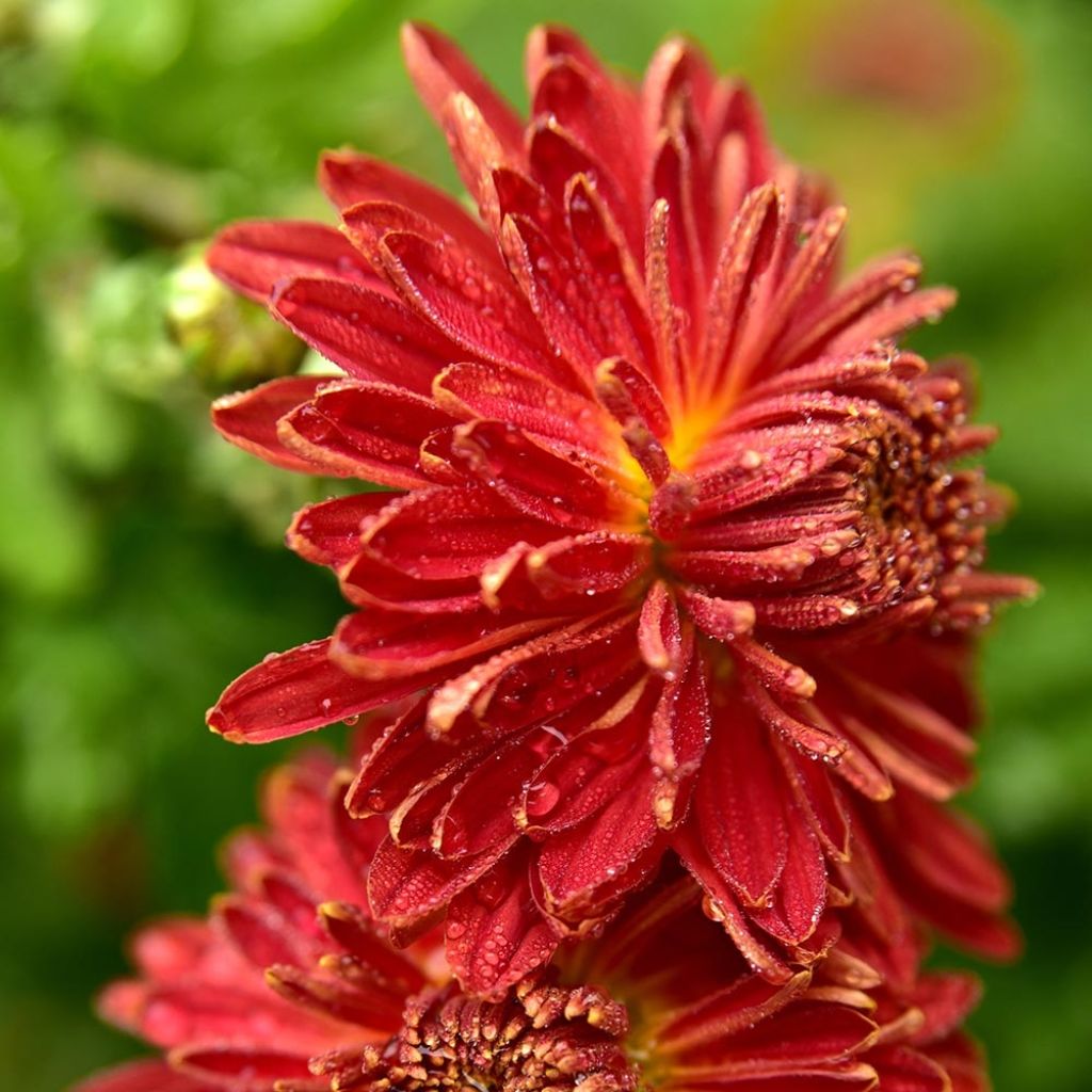 Chrysanthemum indicum Brennpunkt - Crisantemo