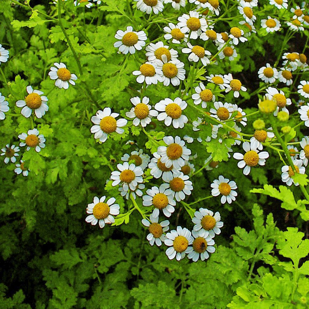 Chrysanthemum parthenium Aureum - Crisantemo