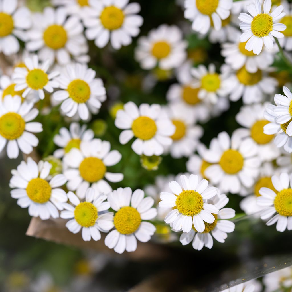 Chrysanthemum parthenium Aureum - Crisantemo