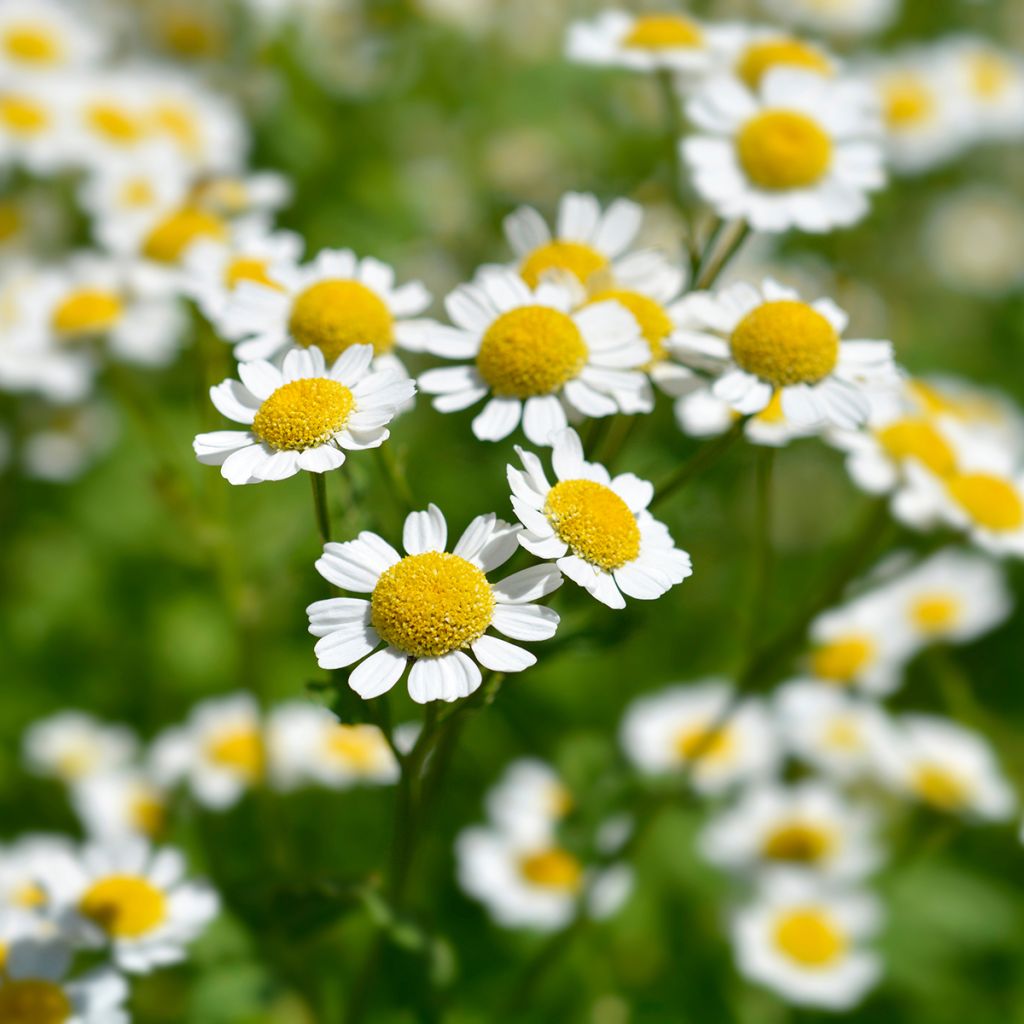 Chrysanthemum parthenium Aureum - Crisantemo