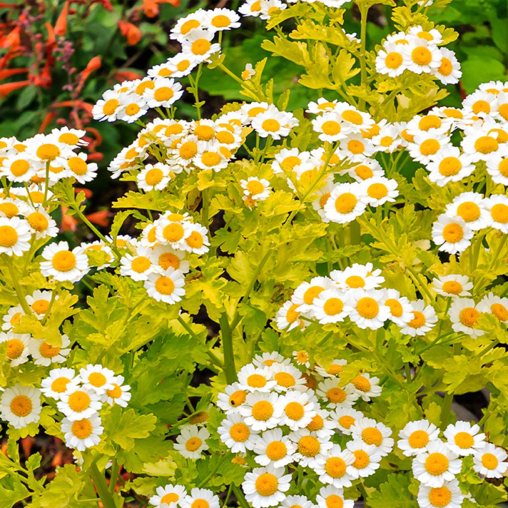 Chrysanthemum parthenium Aureum - Crisantemo