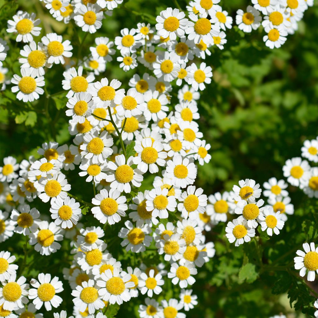 Chrysanthemum parthenium Aureum - Crisantemo