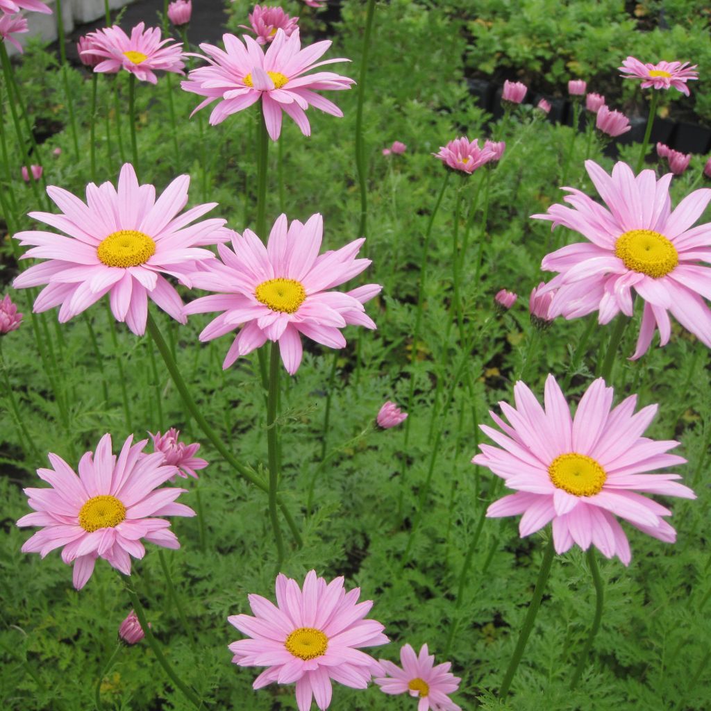 Chrysanthemum x rubellum Clara Curtis - Marguerite d'automne 