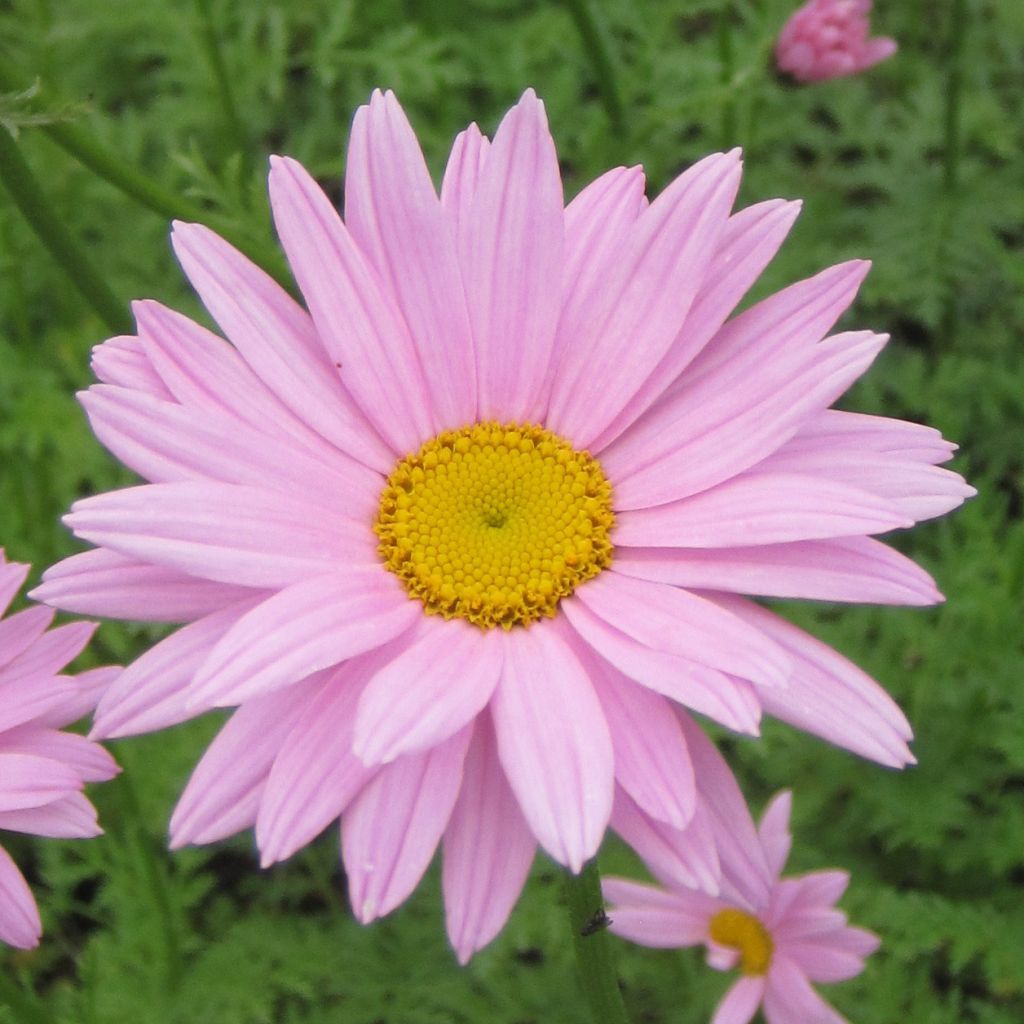 Chrysanthemum x rubellum Clara Curtis - Marguerite d'automne 